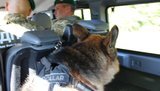Пограничники задержали пятерых иностранцев за попытку незаконного пересечения границы