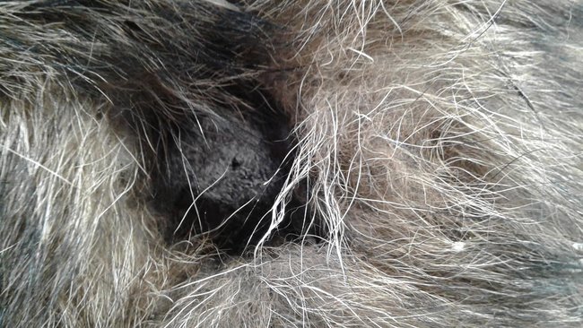 Бердянские активисты спасли енотовидную собаку 04