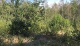Двоє чиновників лісгоспу на Волині допустили незаконну вирубку лісу зі збитком на 17 млн, - ДБР. ФОТО