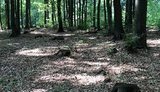 Гослесагентство запустит онлайн-карту рубок леса