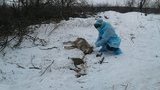 Волк покусал трех человек под Бердянском, одна женщина в тяжелом состоянии. ФОТОрепортаж