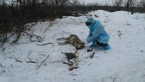 Волк покусал трех человек под Бердянском, одна женщина в тяжелом состоянии. ФОТОрепортаж