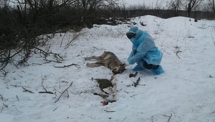 Волк покусал трех человек под Бердянском, одна женщина в тяжелом состоянии. ФОТОрепортаж