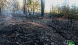 Російські дрони спричинили одразу п’ять лісових пожеж на Житомирщині.