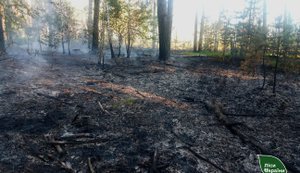 П’ять лісових пожеж за вихідні: російські дрони підпалили ліси на Житомирщині. ФОТО