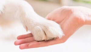 Зооволонтер….чули….?