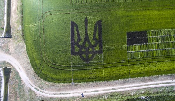 Гигантский Тризуб высадили рисом в поле на Херсонщине. ФОТОрепортаж