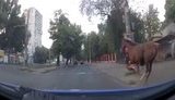 В Одессе патрульные остановили сбежавшую с ипподрома лошадь, внезапно выбежавшую на проезжую часть. ВИДЕО