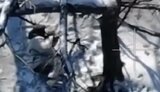 раненый оккупант застрелился
