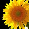 Bright Spark