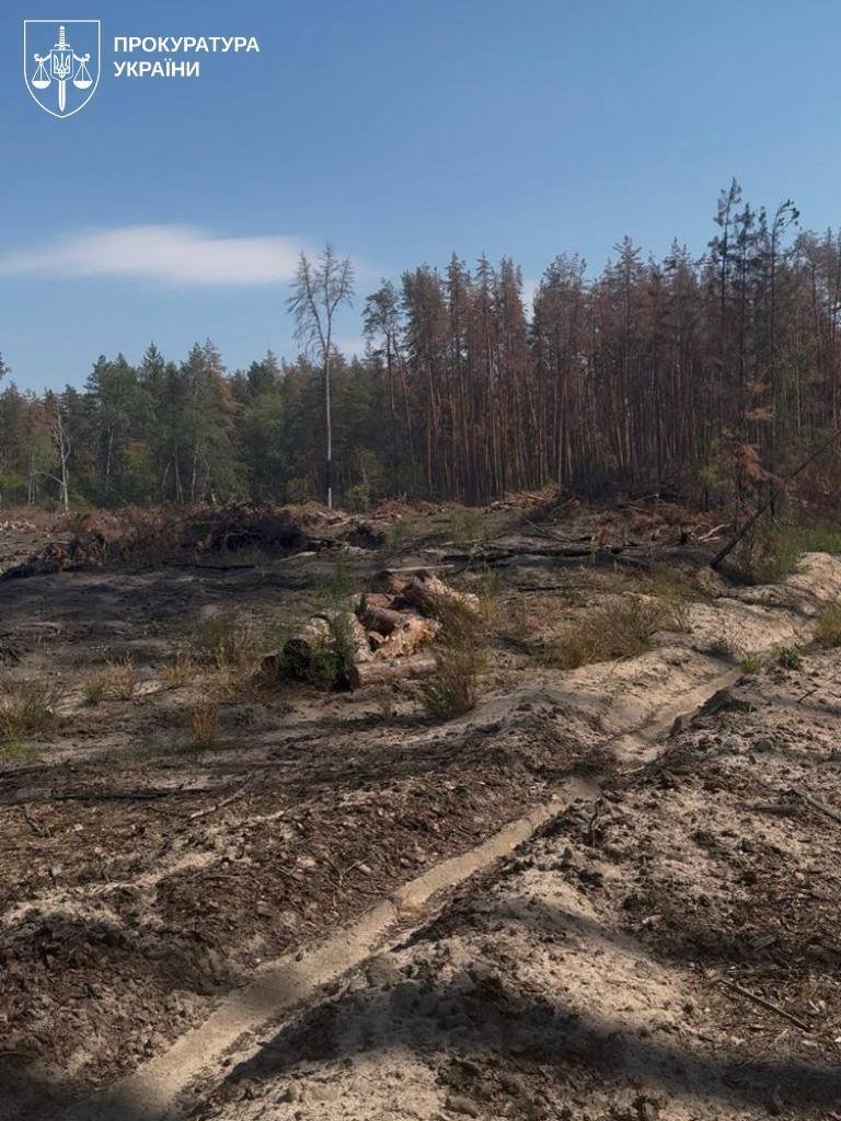 На Львівщині зрубали 19 тис. дерев під виглядом 