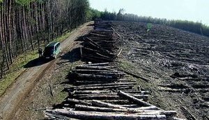 Чорнобильський ліс вивозиться в промислових масштабах, - ЗМІ