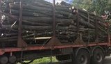 Рада криминализировала незаконный вывоз леса и дров из Украины