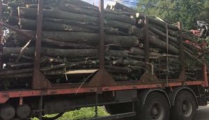 Рада криміналізувала незаконне вивезення лісу і дров з України