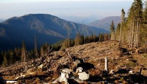 Поправки депутата от партии Зеленского упростили вырубку лесов в Карпатах