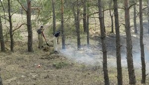Гослесагентство предлагает увеличить в 10 раз штрафы за поджоги и вырубку