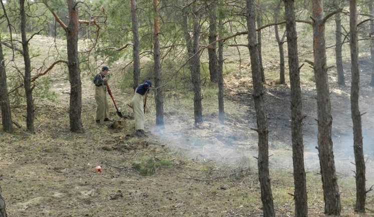 Гослесагентство предлагает увеличить в 10 раз штрафы за поджоги и вырубку