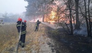Іноземні фахівці можуть допомогти відновити постраждалі від пожеж ліси Луганщини, - ОДА