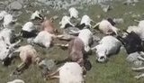 Понад 500 овець убило ударом блискавки в грузинському селі. ВIДЕО
