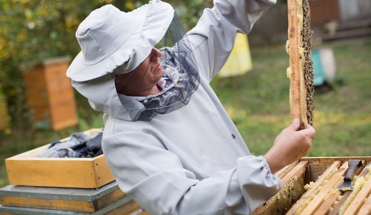 Пчеловоды подали заявок на получение дотаций из бюджета на 240 миллионов