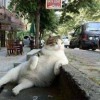 Семен Семеныч #359154