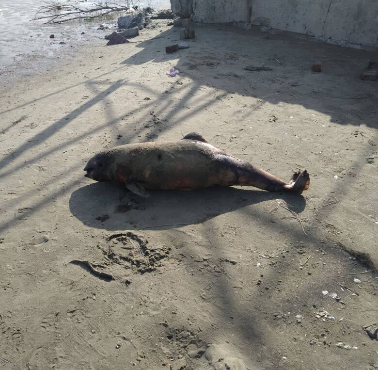 В оккупированном Мариуполе на побережье массово выбрасываются дельфины, - Андрющенко 01