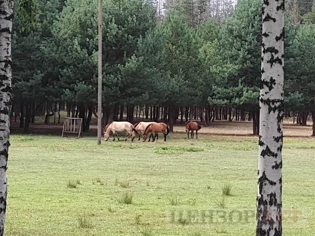 Hunting home of fugitive president Yanukovych: trophy from Lukashenko and guards shooting club 04 Hunting home of fugitive president Yanukovych: trophy from Lukashenko and guards shooting club 04