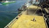 Почти половина рекордного урожая зерновых ушла на экспорт, – Кутовой