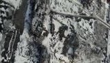 дап