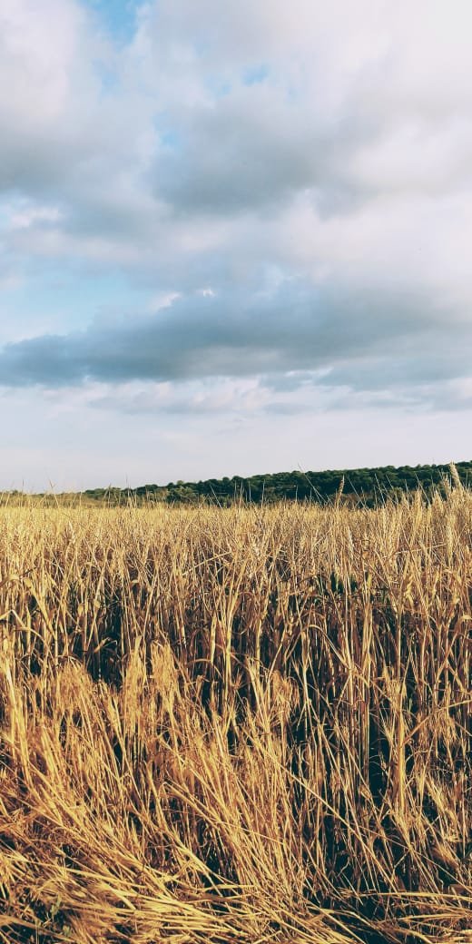 На Херсонщині врятували 40 га врожаю зернових від пожежі, спричиненої російськими обстрілами, - Нацполіція 04 На Херсонщині врятували 40 га врожаю зернових від пожежі, спричиненої російськими обстрілами, - Нацполіція 04