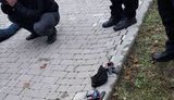 Представители застройщика "Орлан Инвест-групп" забросали петардами активистов, защищавших столетние деревья в Буче. ВИДЕО+ФОТО