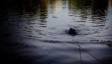 22-летний парень утонул в озере в Киеве, - ГСЧС