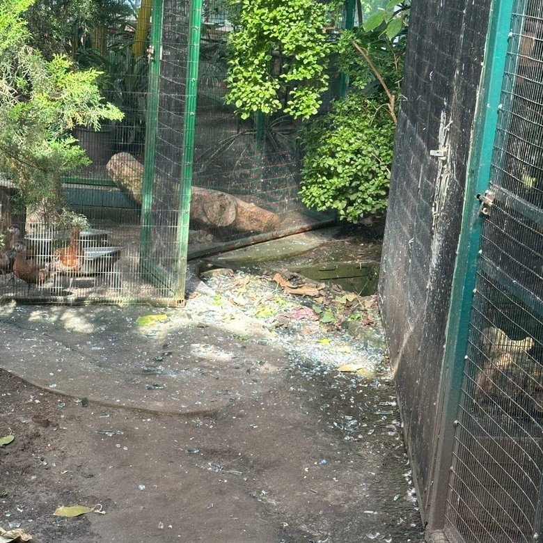 Animals injured at Kyiv Zoo: the aftermath of the Russian strikes