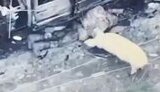 pig is eating Muscovite