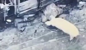 Feral pig trying to eat still-living Russian soldier. VIDEO