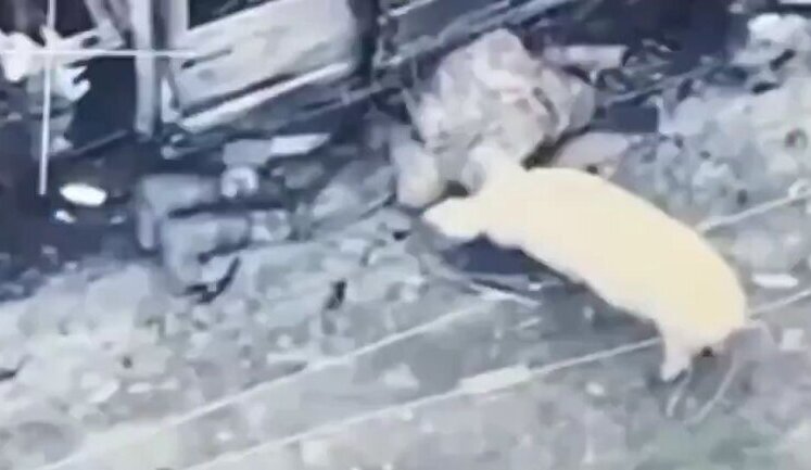 Feral pig trying to eat still-living Russian soldier. VIDEO