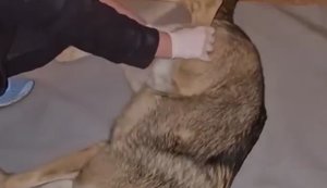 В Киеве дикий волк, которого держали в квартире, набросился на владелицу