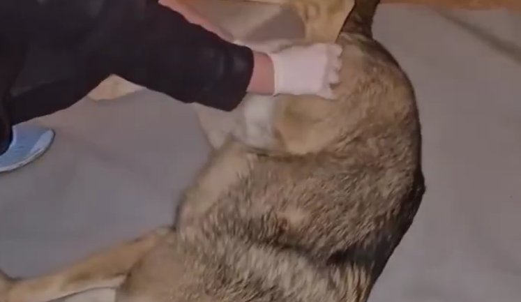 Дикий вовк, якого тримали у квартирі Києва, напав на жінку: тварину забрали зооволонтери