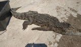 Крокодила на Арабатской Стрелке вытащили из воды сетками: он оказался уже мертвым, - полиция. ФОТО