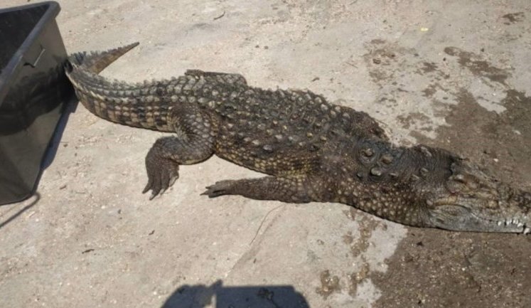 Крокодила на Арабатской Стрелке вытащили из воды сетками: он оказался уже мертвым, - полиция. ФОТО