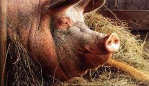 Украине в 2017 году угрожает дефицит свинины