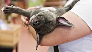 У зв'язку із введенням єдиного ветеринарно-санітарного паспорта зміняться правила перевезення домашніх тварин в Україні, - Держпродспоживслужба