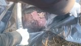 Оккупанты распаковывают черные мешки с телами уничтоженных соратников: "Да, это Колобок, точно. Осколочное в лицо, в голову"