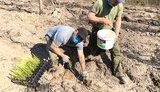 Под Житомиром на уничтоженном пожаром участке леса высадили 5 тыс. саженцев сосны. ФОТОрепортаж