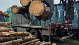 Прекращена самая масштабная схема контрабанды ценной древесины