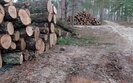 вирубка