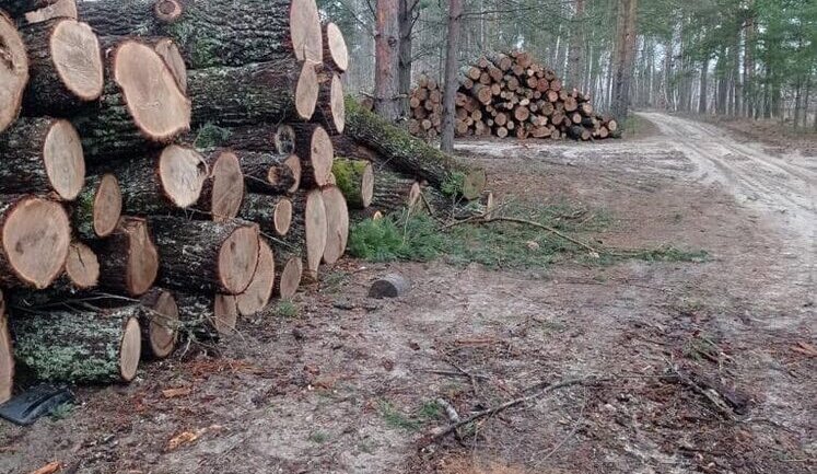 В Чернобыльской зоне продолжается незаконная вырубка леса на миллионы гривен, - "слуга народа" Василевска-Смаглюк