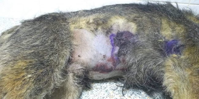 Майор поліції Руденко в Кривому Розі знущався із собаки: насадив на вила і хотів спалити, - зоозахисники 02