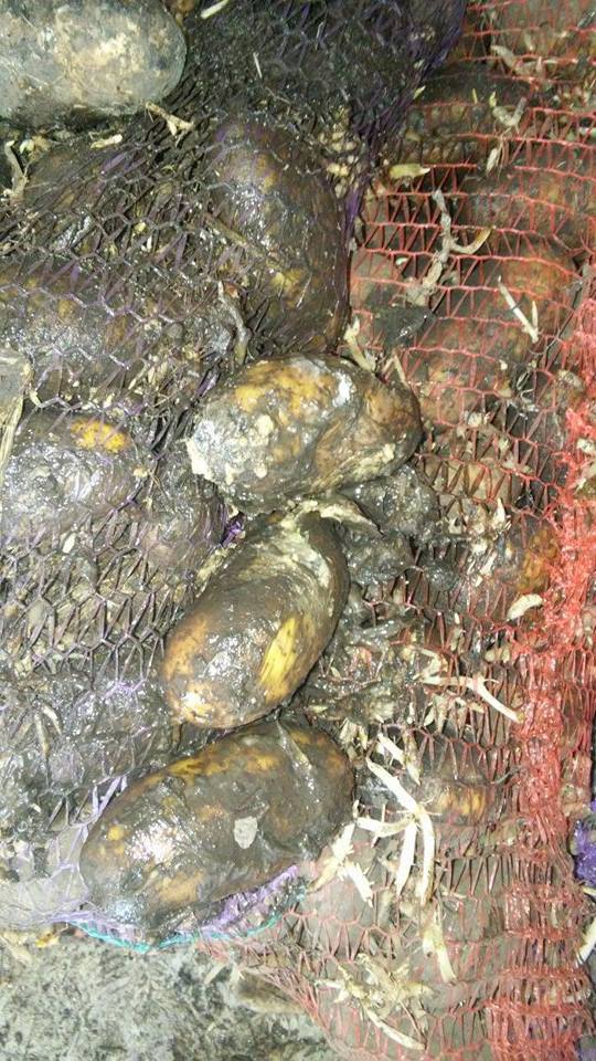 армия питание еда картошка