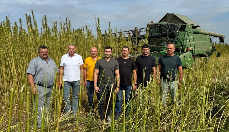 Українські аграрії відроджують коноплярство. Площа засівів може зрости до 8 тисяч гектарів